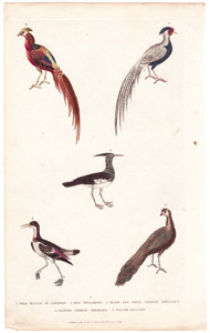 1. Wild Peacock of Sonnerat  2. Red Phalarope  3. Black and White Chinese Pheasant  4. Painted Chinese Pheasant  5. Peacock Pheasant 